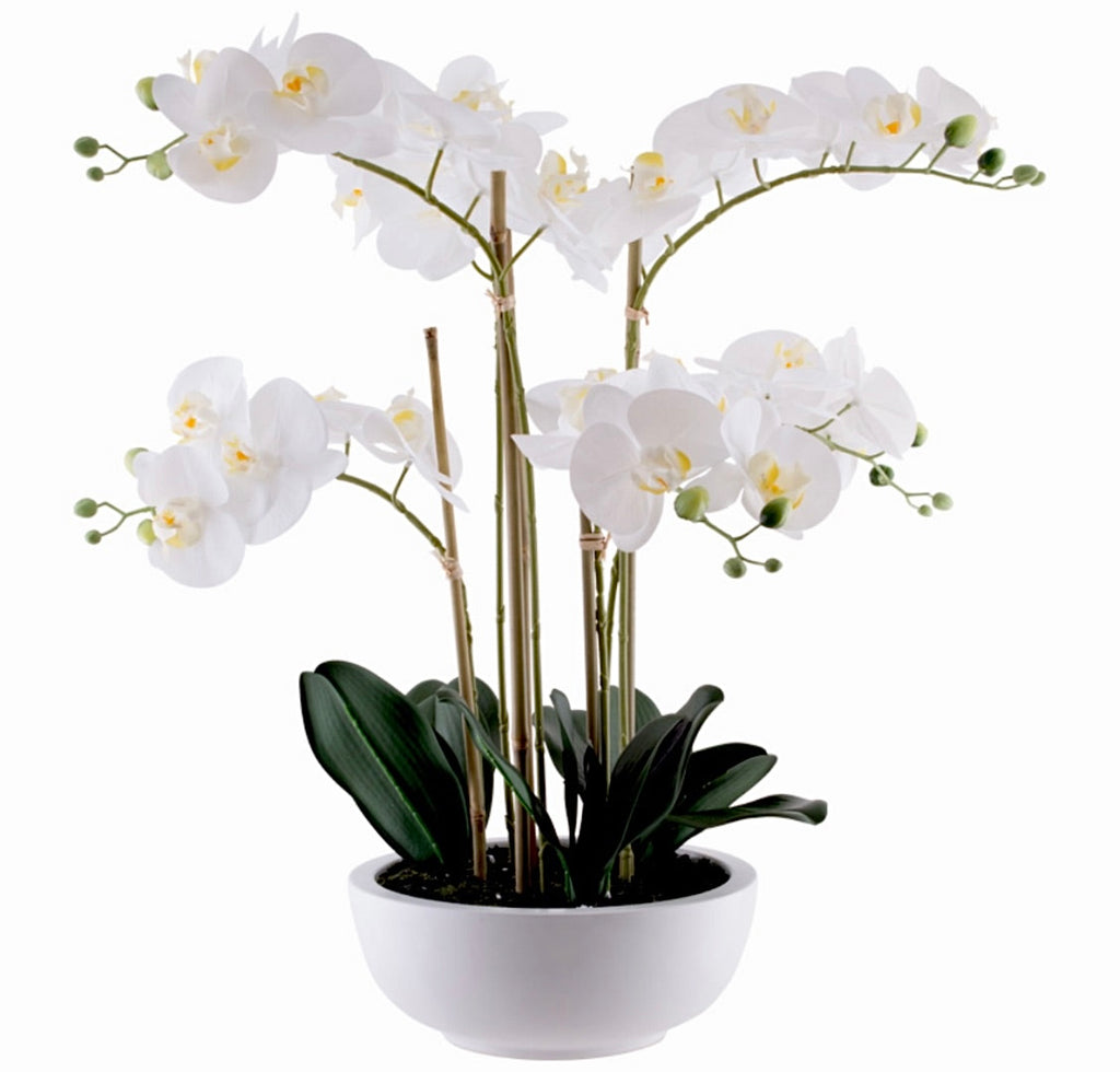 WHITE ORCHID IN POT 64CM