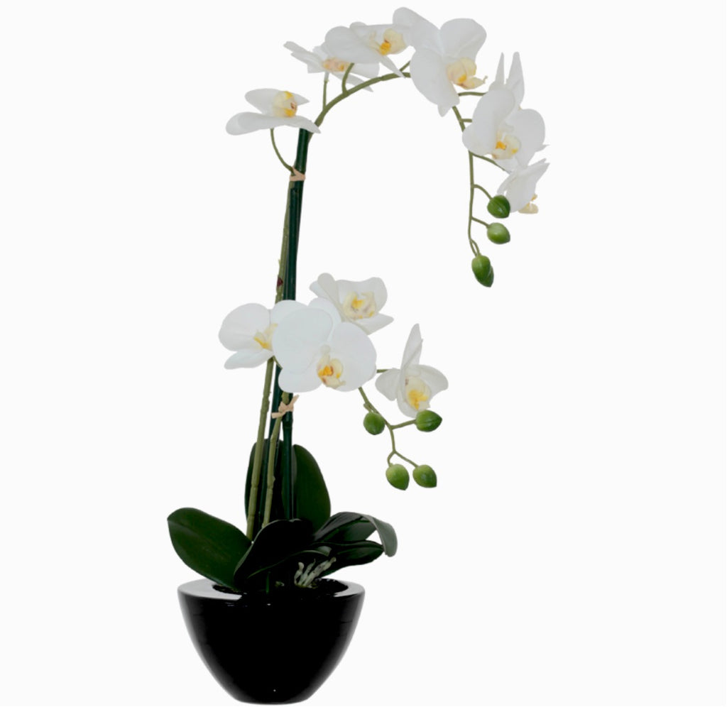 Moon white Orchid in black pot 50cm
