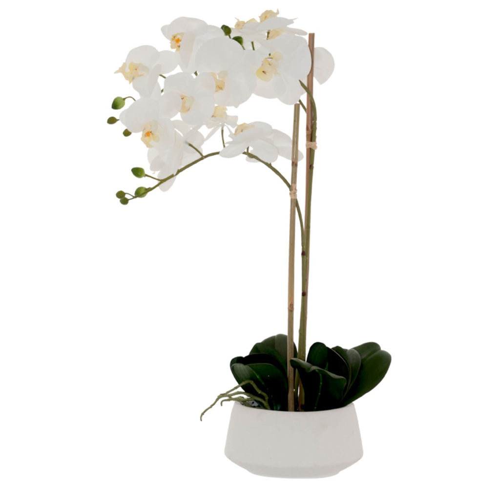 Sunshine Orchid in a white pot 71cm